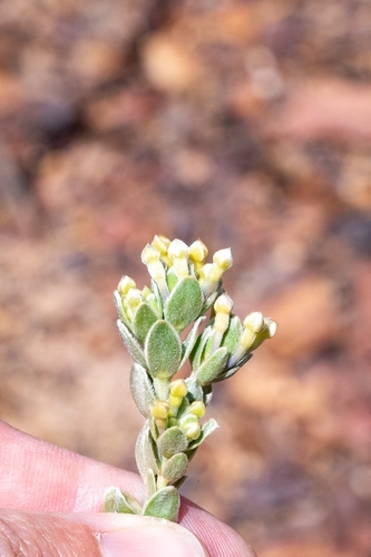 Gnidia anomala (Gnidia anomala)