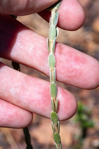 Image of Gnidia anomala by (c) magriet b, some rights reserved (CC BY-SA)