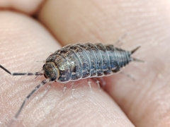 Porcellionides sexfasciatus