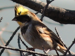 Emberiza elegans