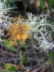 Teloschistes exilis