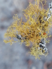 Teloschistes exilis