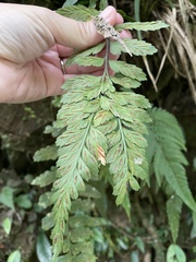Asplenium cuneatiforme