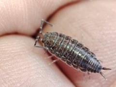 Porcellionides sexfasciatus