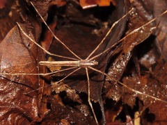 Deinopis
