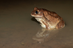 Bocage's Burrowing Frog photo 3