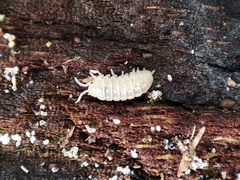 Armadillidium album