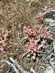 Cheiridopsis rostrata