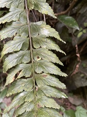 Asplenium cuneatiforme