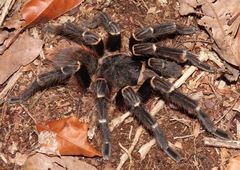 Acanthoscurria juruenicola