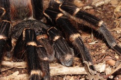 Acanthoscurria juruenicola