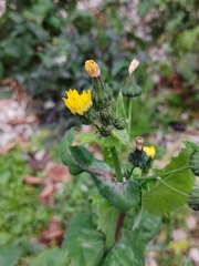 Sonchus oleraceus