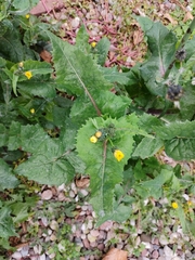 Sonchus oleraceus