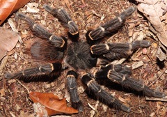 Acanthoscurria juruenicola