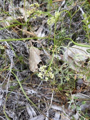 Platysace pendula