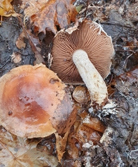 Hebeloma crustuliniforme