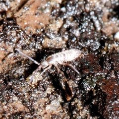 Collembola
