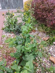 Sonchus oleraceus