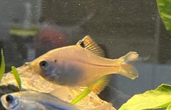 Rhodeus sinensis