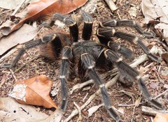 Acanthoscurria juruenicola