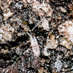 Collembola
