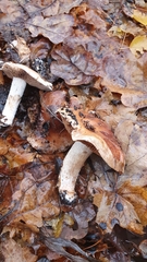 Hebeloma crustuliniforme