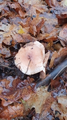 Hebeloma crustuliniforme