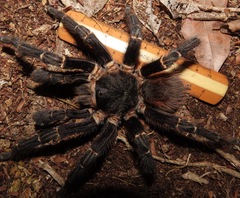Acanthoscurria juruenicola