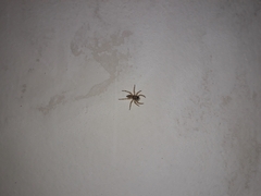 Plexippus paykulli