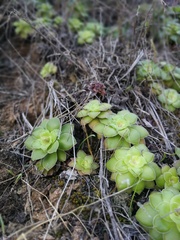 Crassula orbicularis