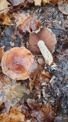 Hebeloma crustuliniforme