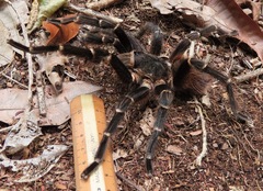 Acanthoscurria juruenicola