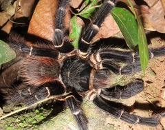 Acanthoscurria juruenicola