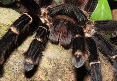 Acanthoscurria juruenicola