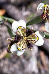 Moraea unguiculata
