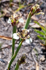 Moraea unguiculata