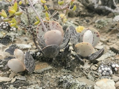 Adromischus