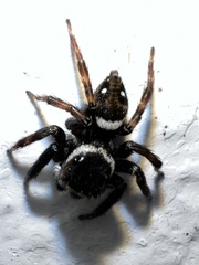 Hasarius adansoni