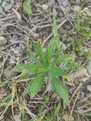 Erigeron bonariensis