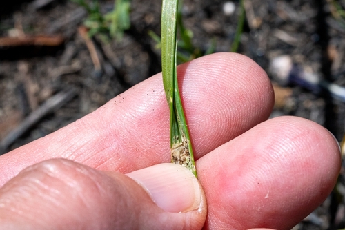 Image of Moraea unguiculata by (c) magriet b, some rights reserved (CC BY-SA)