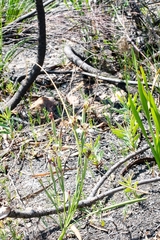 Moraea unguiculata