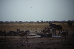 Hippotragus equinus equinus