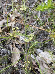 Platysace pendula