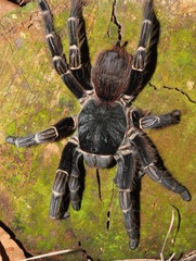 Acanthoscurria juruenicola