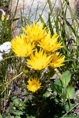 Berkheya herbacea