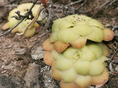 Crassula orbicularis