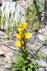 Berkheya herbacea