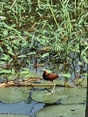 Jacana jacana