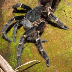 Acanthoscurria juruenicola