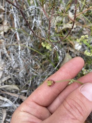 Platysace pendula